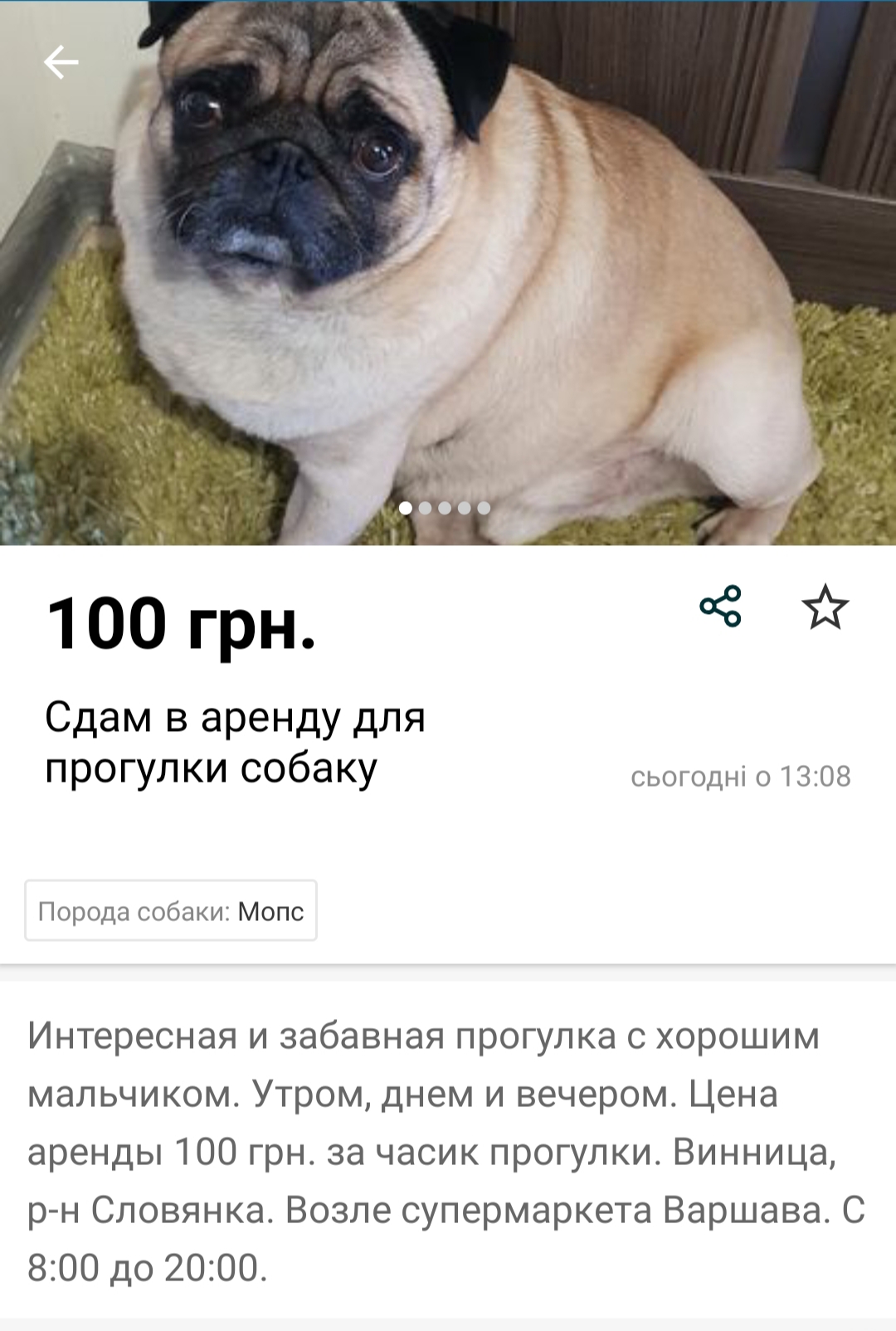 Дай на лапу: почем украинцы сдают в аренду собак тем, кто хочет погулять