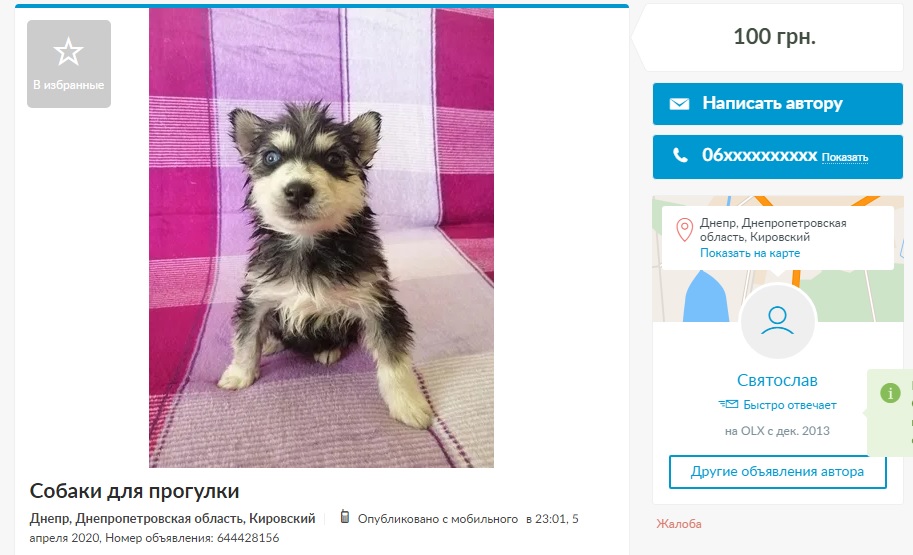 Дай на лапу: почем украинцы сдают в аренду собак тем, кто хочет погулять