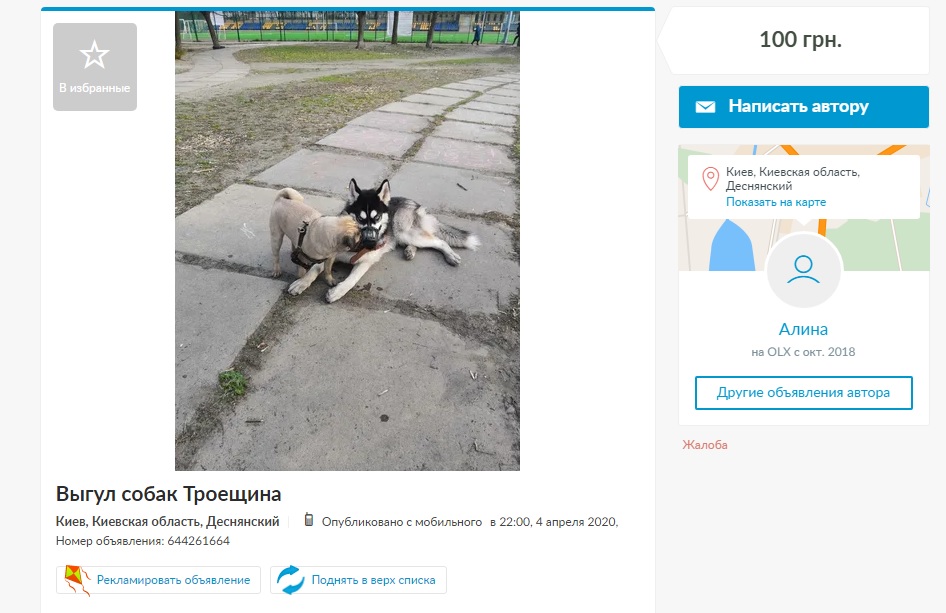 Дай на лапу: почем украинцы сдают в аренду собак тем, кто хочет погулять