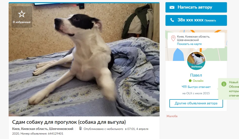 Дай на лапу: почем украинцы сдают в аренду собак тем, кто хочет погулять