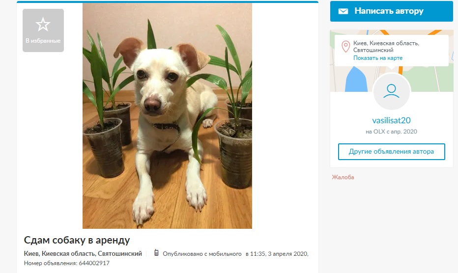 Дай на лапу: почем украинцы сдают в аренду собак тем, кто хочет погулять