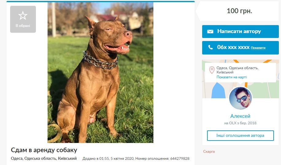 Дай на лапу: почем украинцы сдают в аренду собак тем, кто хочет погулять