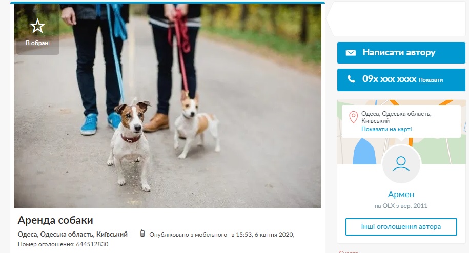Дай на лапу: почем украинцы сдают в аренду собак тем, кто хочет погулять