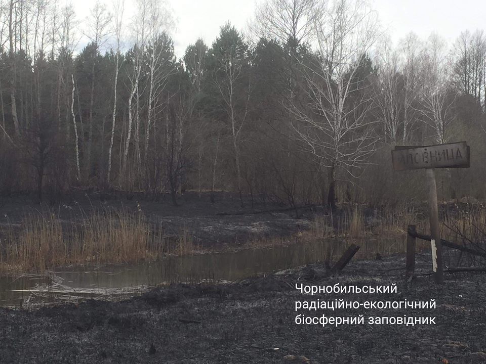 Фото: Чернобыльский заповедник