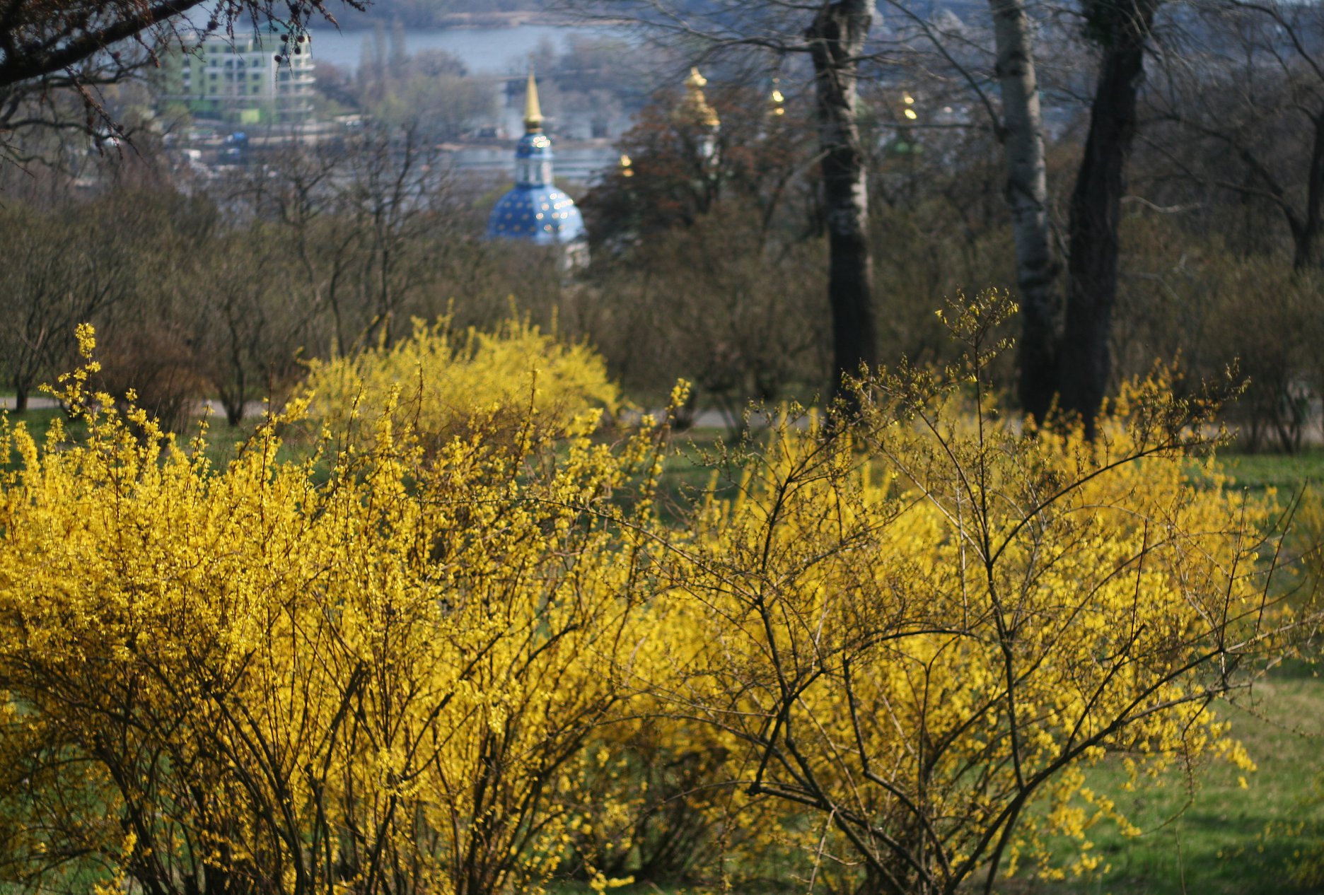 Фото: ботсад им. Гришко
