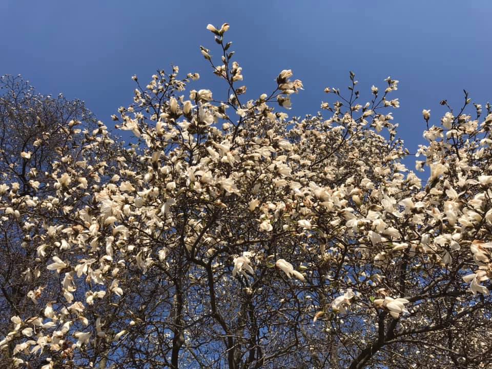 Фото: ботсад им. Гришко