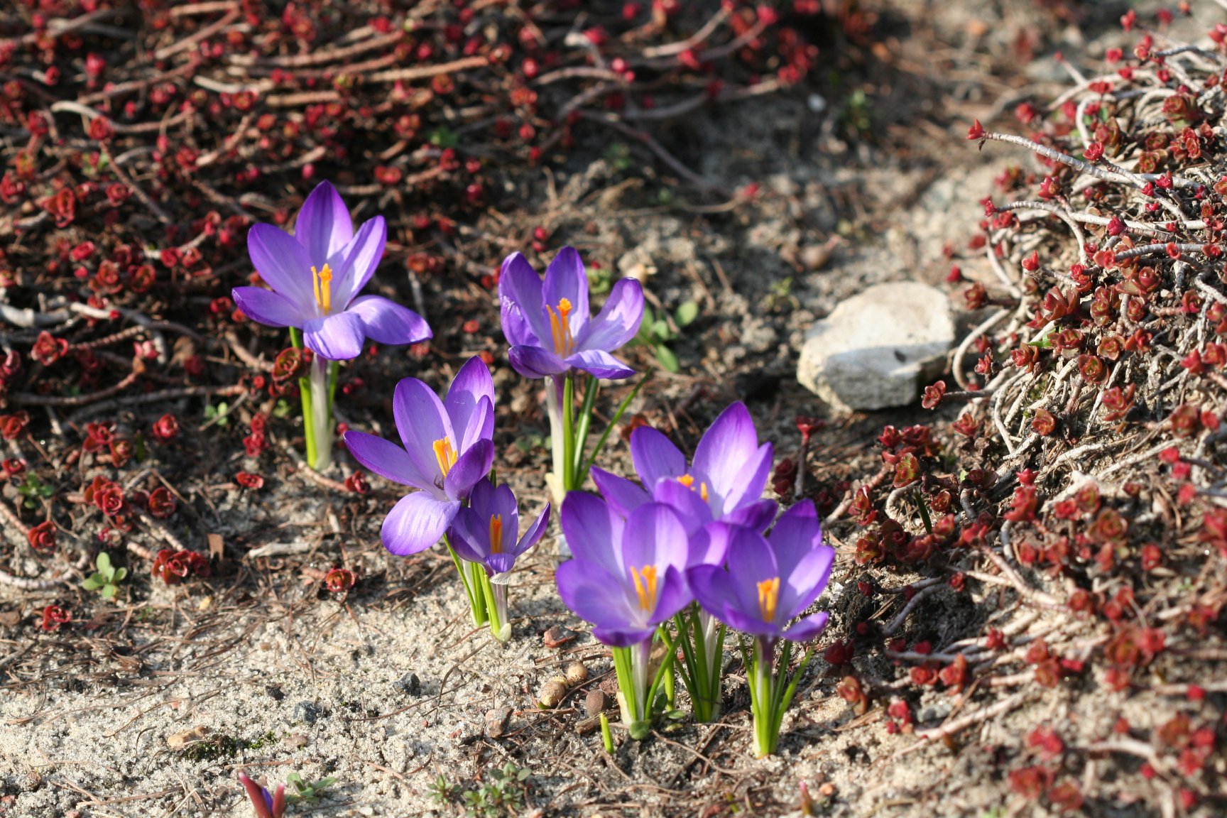 Фото: ботсад им. Гришко