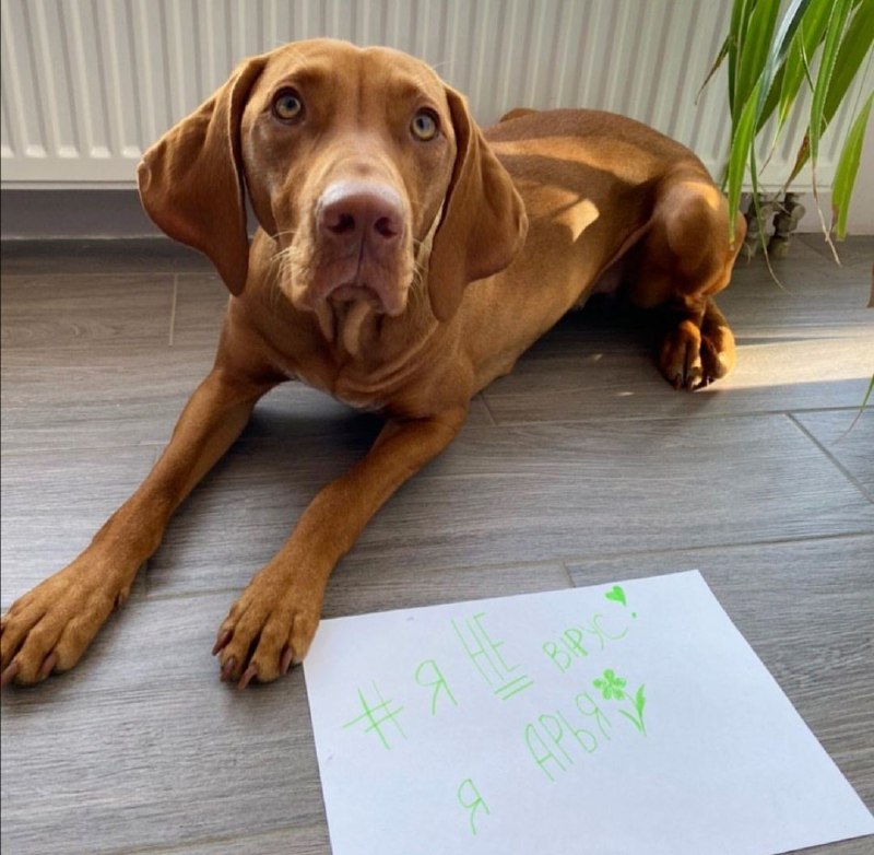 Фото: Instagram, Vizsla_arya