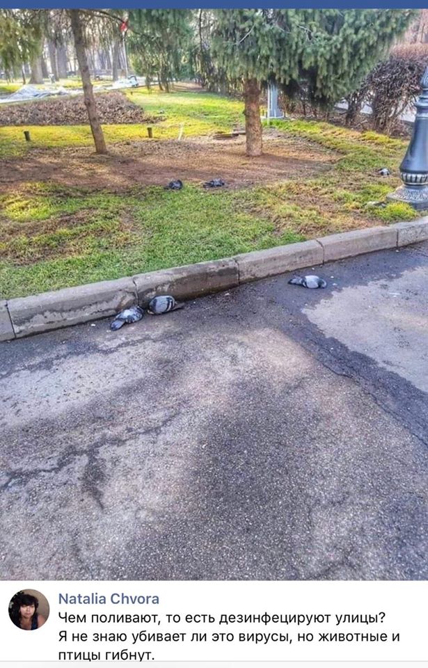 В Киеве из-за дезинфекции умирают уличные животные и птицы фото 1