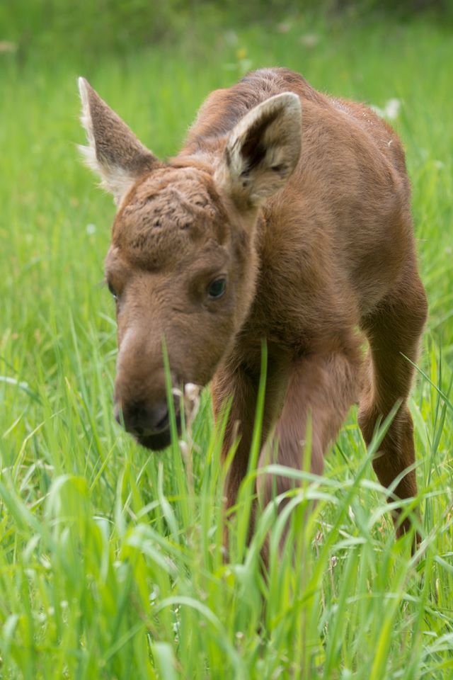 Фото: "Фельдман экопарк"