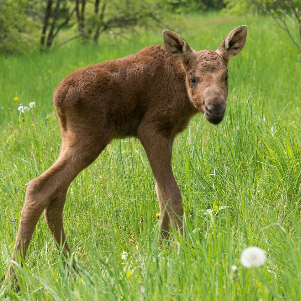 Фото: "Фельдман экопарк"