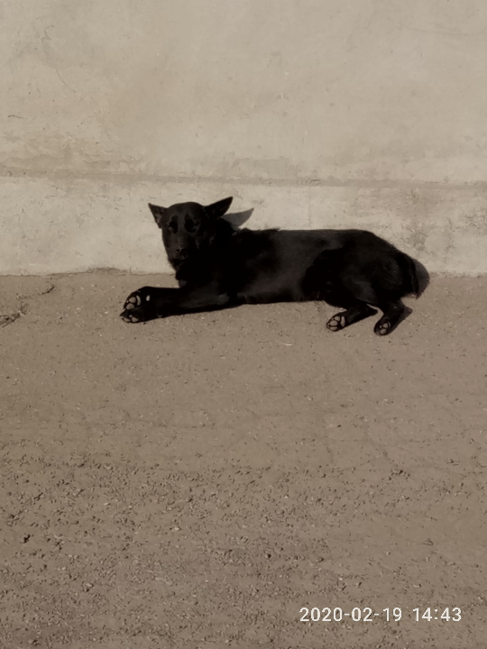 Фото: Минюст. Собака метис, которую выставили на аукцион. 