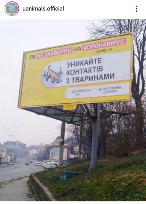 Правда или фейк: могут ли домашние питомцы заразить коронавирусом