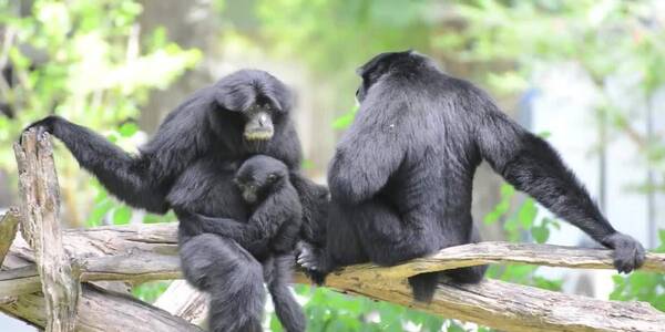 Приходи посмотреть: в киевском зоопарке появились новые жители фото 1