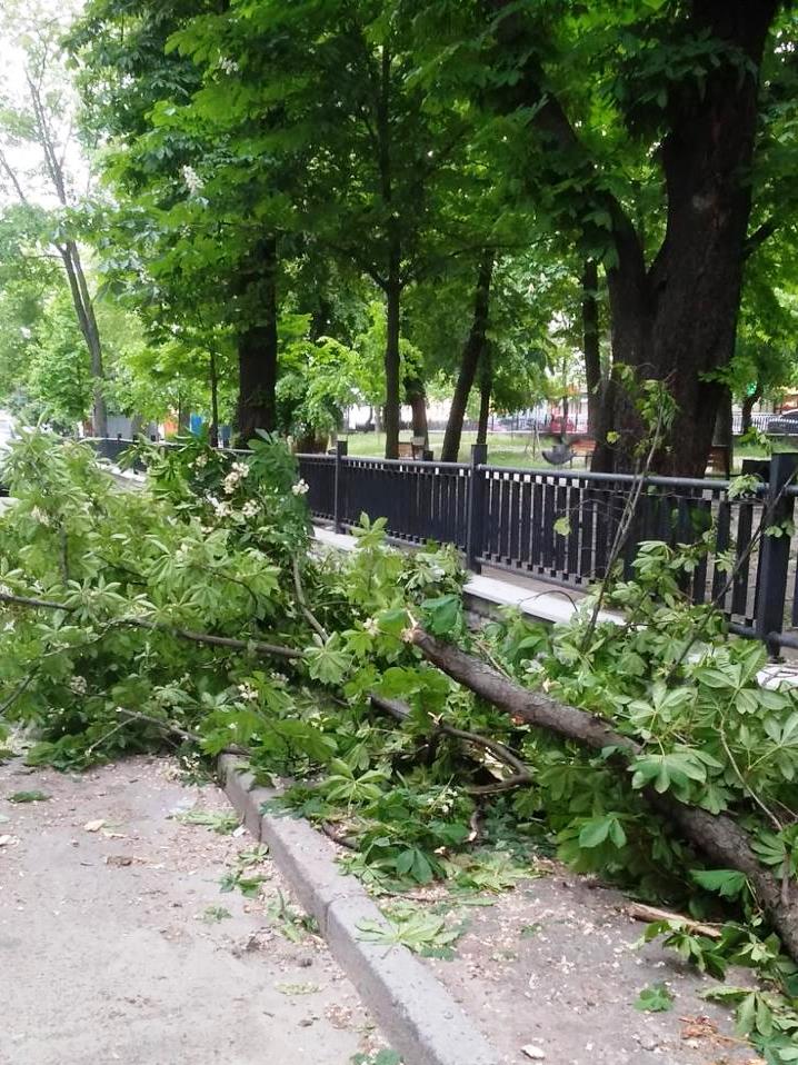 Фото: Киевзеленстрой