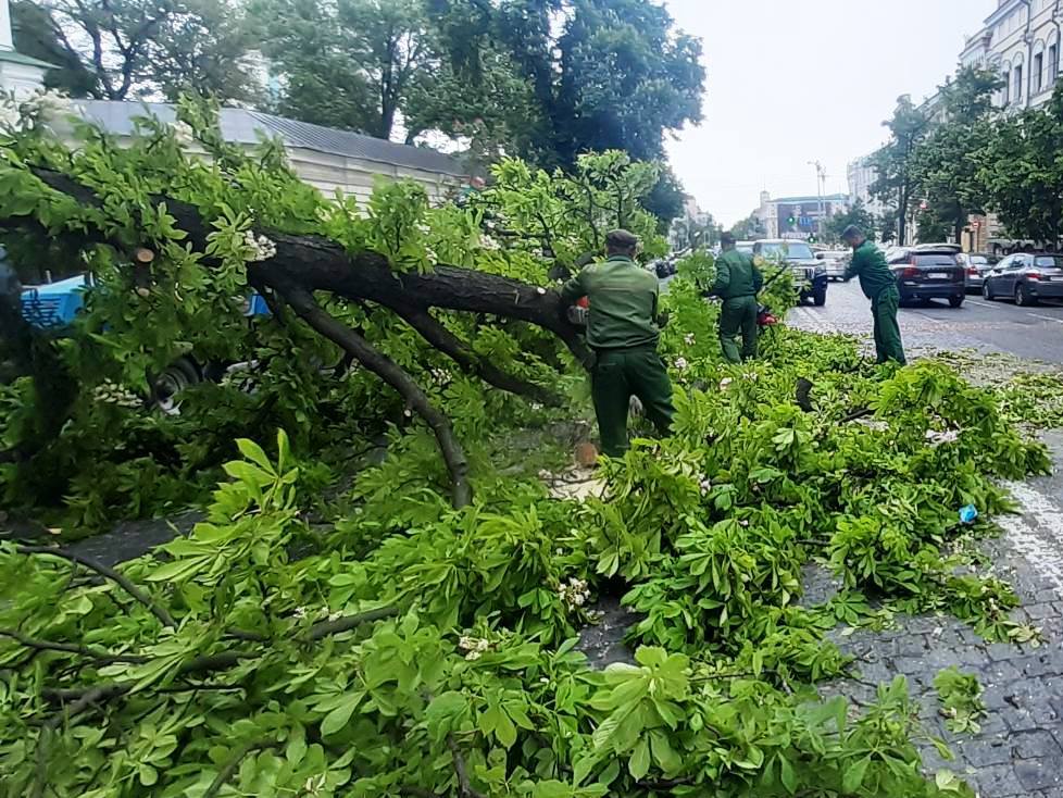 Фото: Киевзеленстрой
