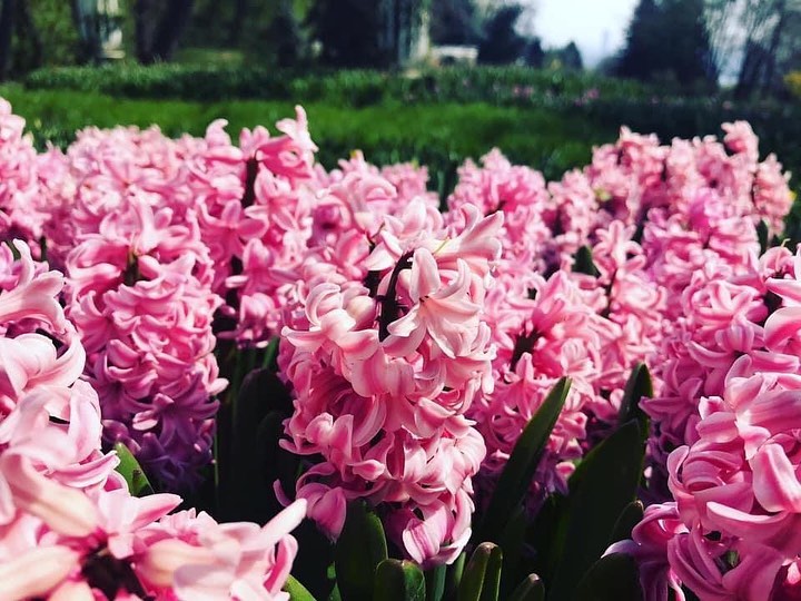 Фото: Новое Певческое поле