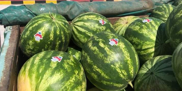 Вот так выглядят арбузы с наклейками. Источник фото: Государственное агентство развития туризма