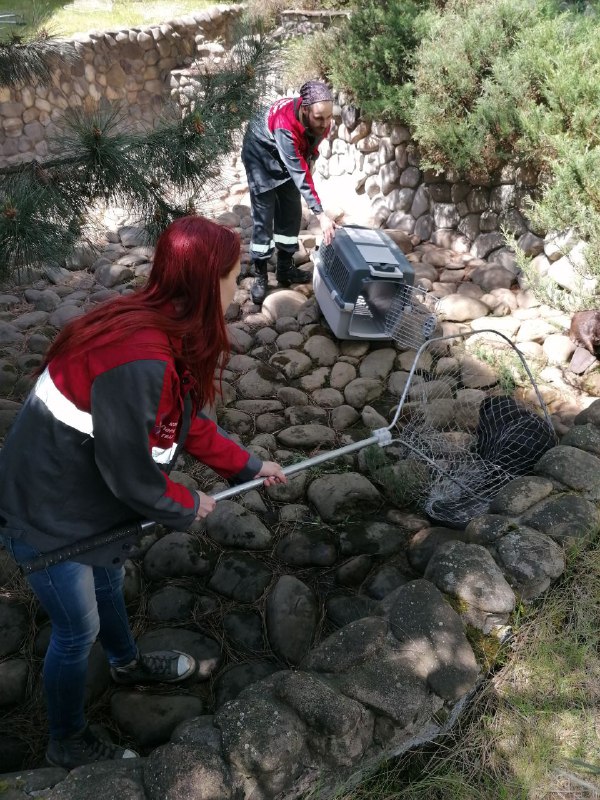 Кажется, они не очень хотели спасаться. Фото: Kyiv Animal Rescue Group