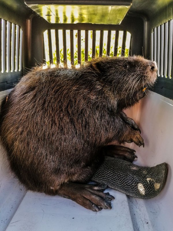 На пути в приют. Фото: Kyiv Animal Rescue Group