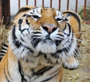 Помоги тиграм: приют собирает деньги на вольер для животных фото 1