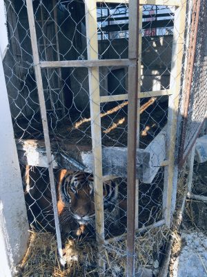 Фото: dobrodiy.club