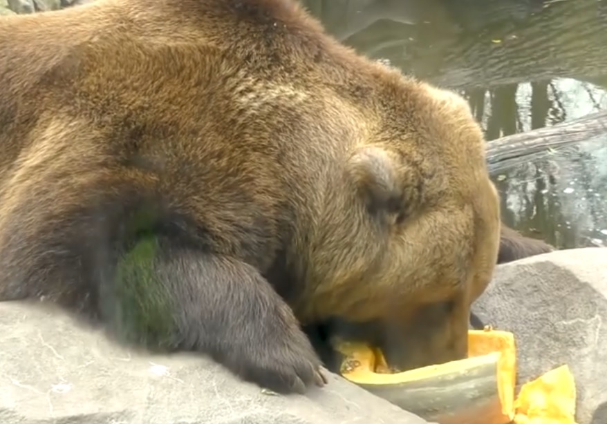 Фото: Киевский зоопарк