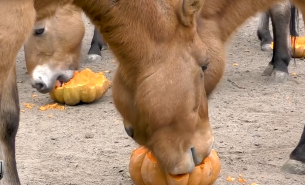 Фото: Киевский зоопарк
