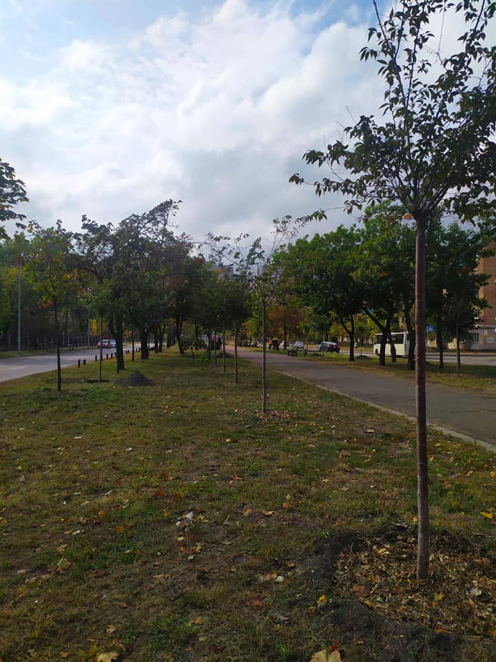 Фото: Киевзеленбуд