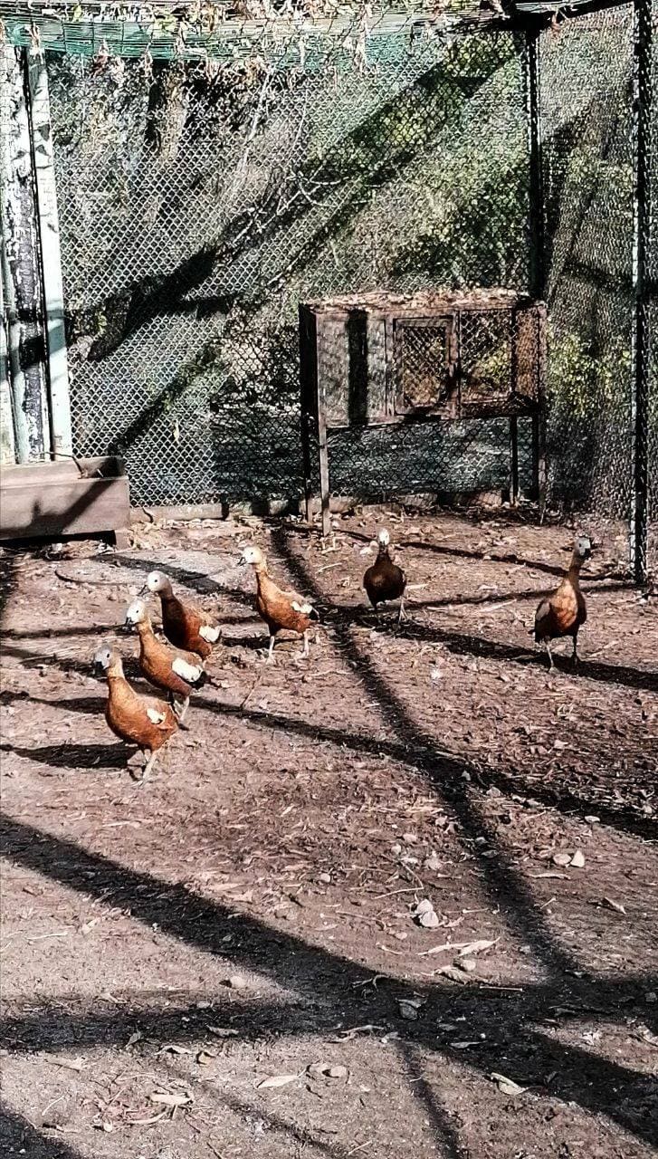 Фото: Kyiv Animal Rescue Group.