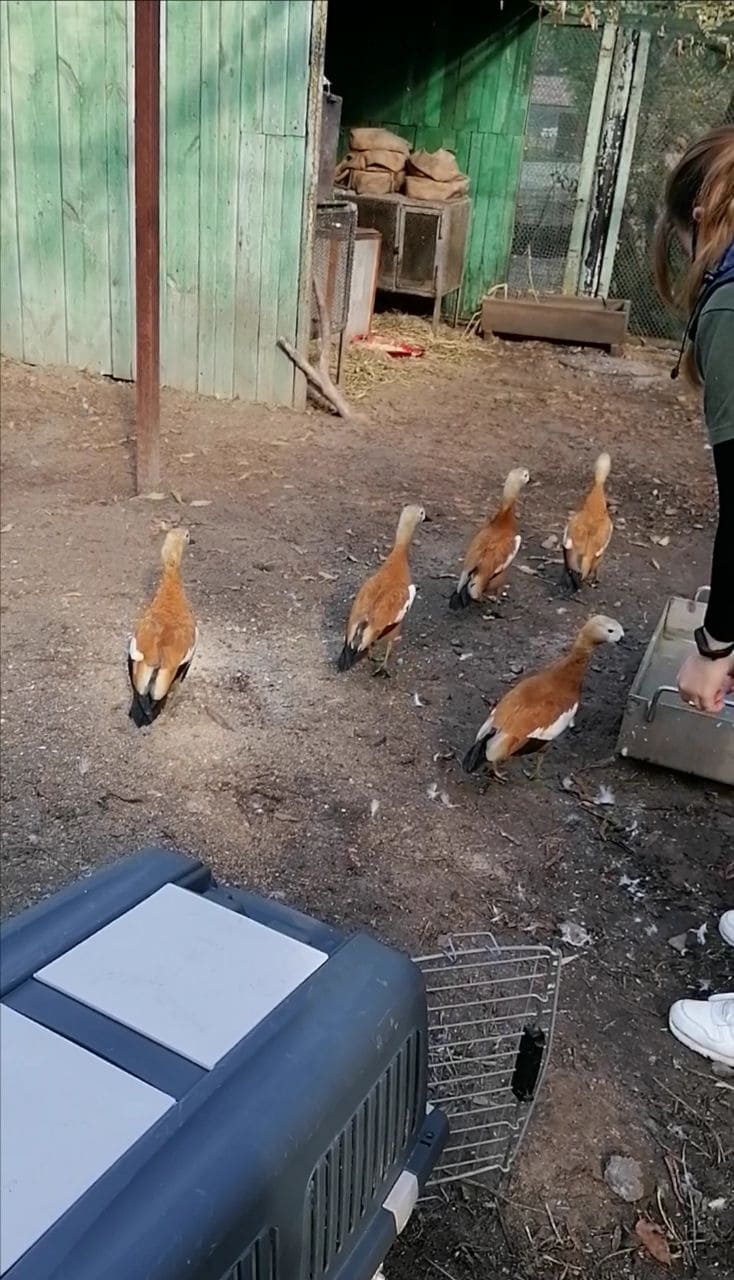 Фото: Kyiv Animal Rescue Group.