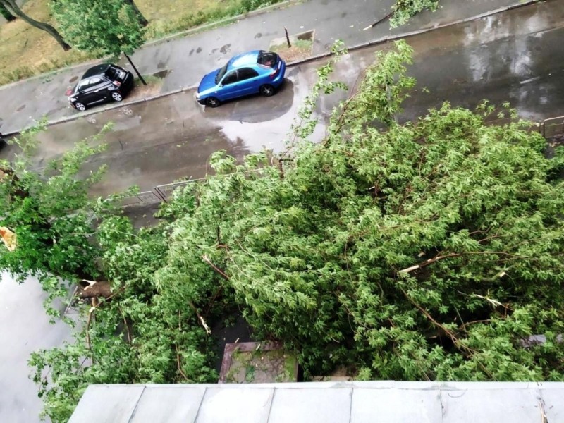 Не асфальтом единым: гроза в Киеве уничтожила почти 200 деревьев фото 1