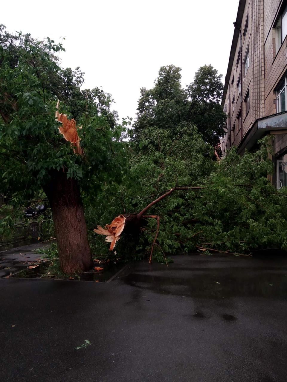 Не асфальтом единым: гроза в Киеве уничтожила почти 200 деревьев фото 2 1