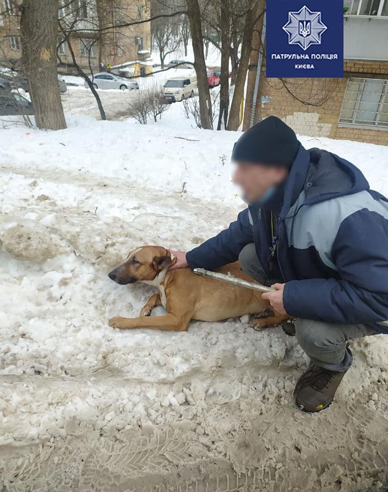 Фото: Патрульная полиция Киева