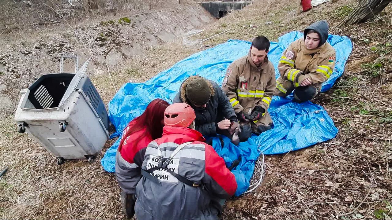 Фото: Kyiv Animal Rescue Group.