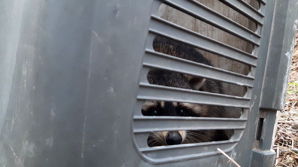 Фото: Kyiv Animal Rescue Group.