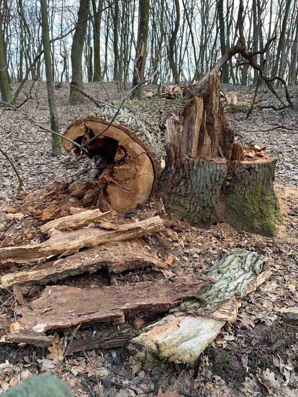 Фото ботасада НУБИП.