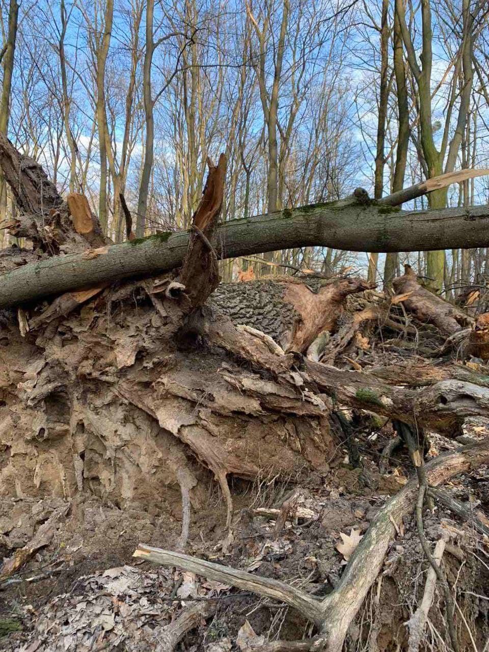 Фото ботасада НУБИП.