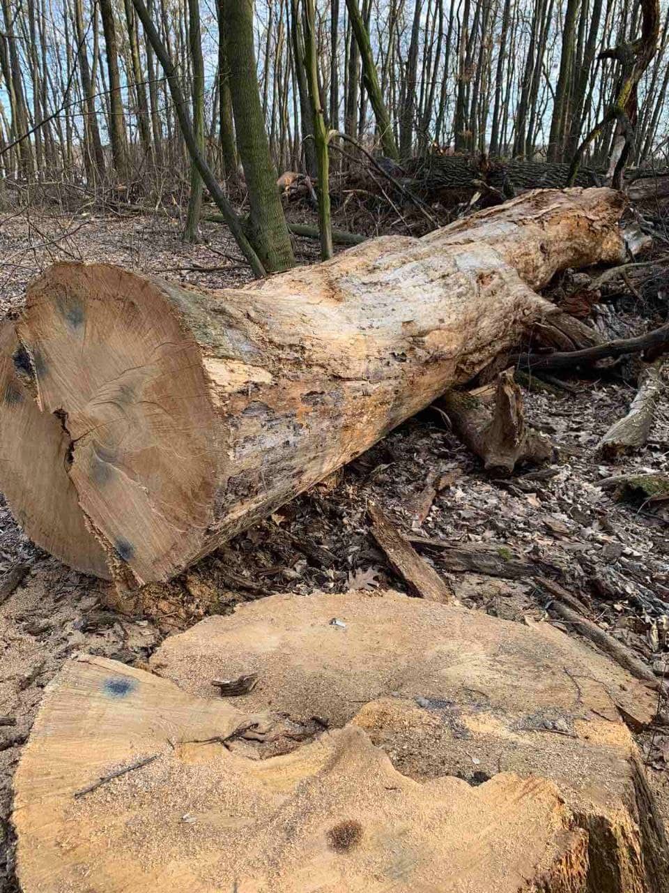 Фото ботасада НУБИП.