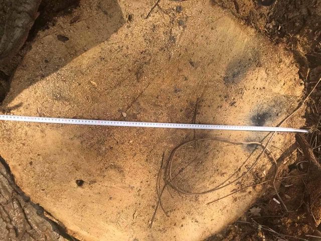 Фото: Клуб Коренного Киевлянина