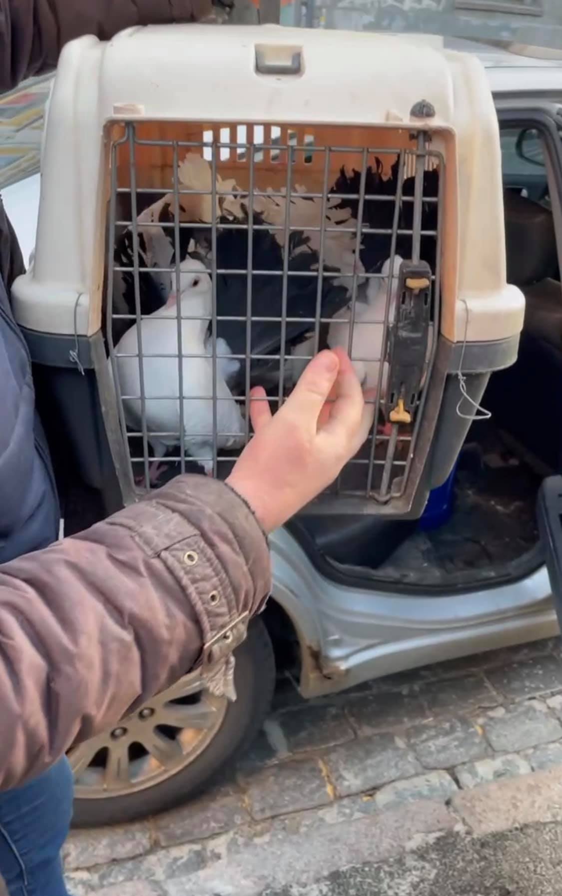 Фото: : UAniamls.