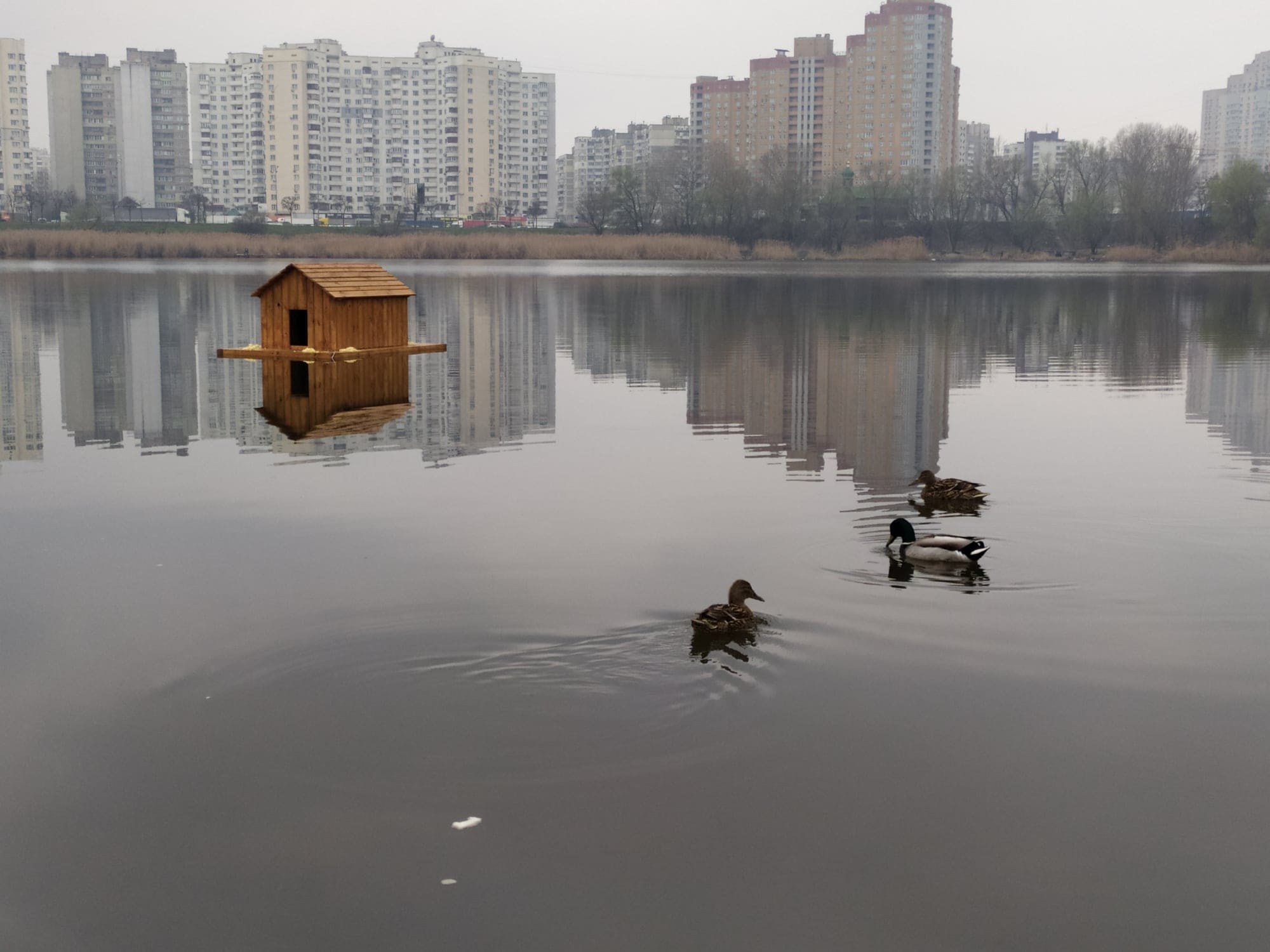  Фото: "Киевзеленбуд".