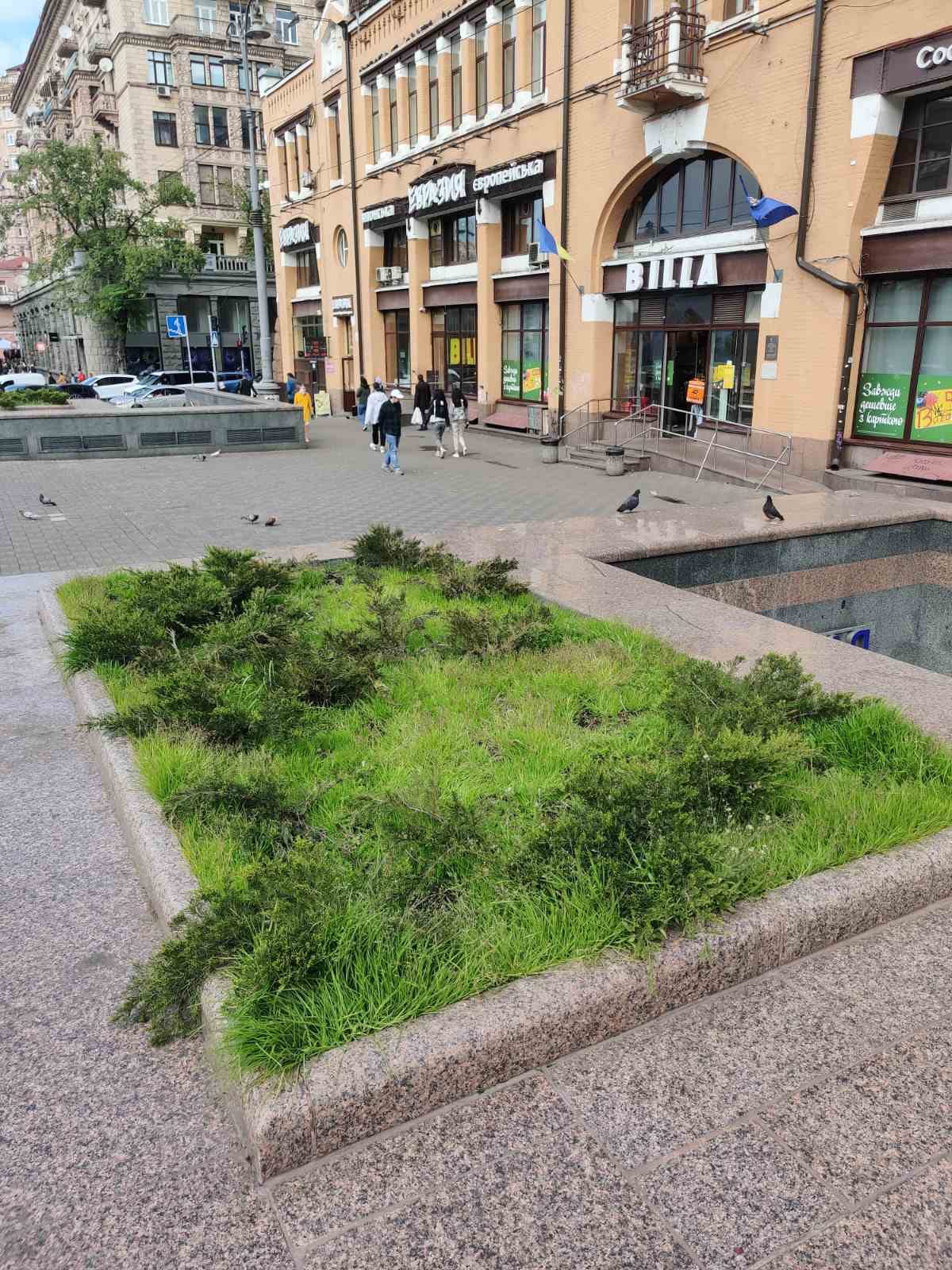 Так себе защита: на Бессарабке заметили клумбы с колючей проволокой фото 1