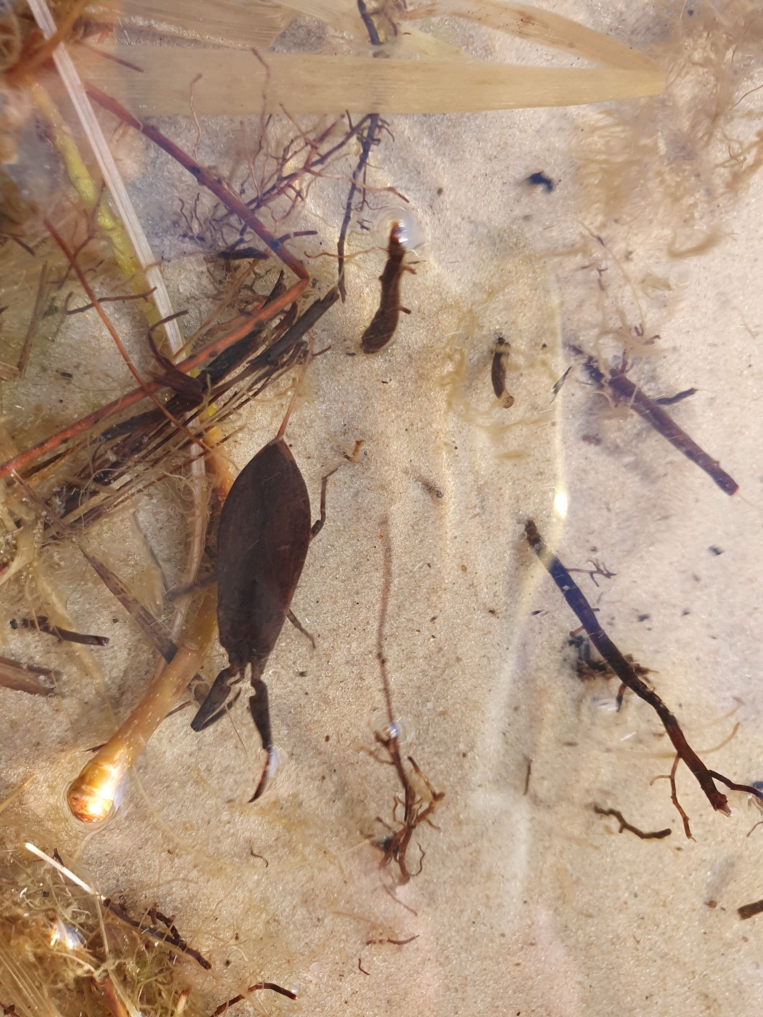 Будь осторожен: на киевском пляже обнаружен опасный водный скорпион  фото 2 1