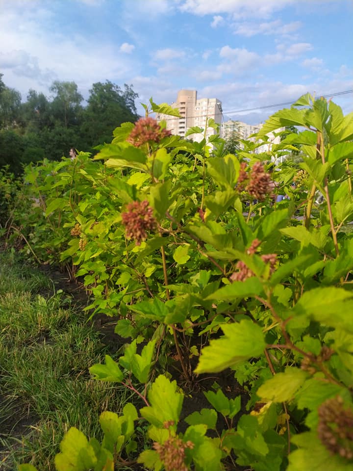 Для отдыха и занятий спортом: в Голосеевском районе отреставрировали сквер фото 5 4