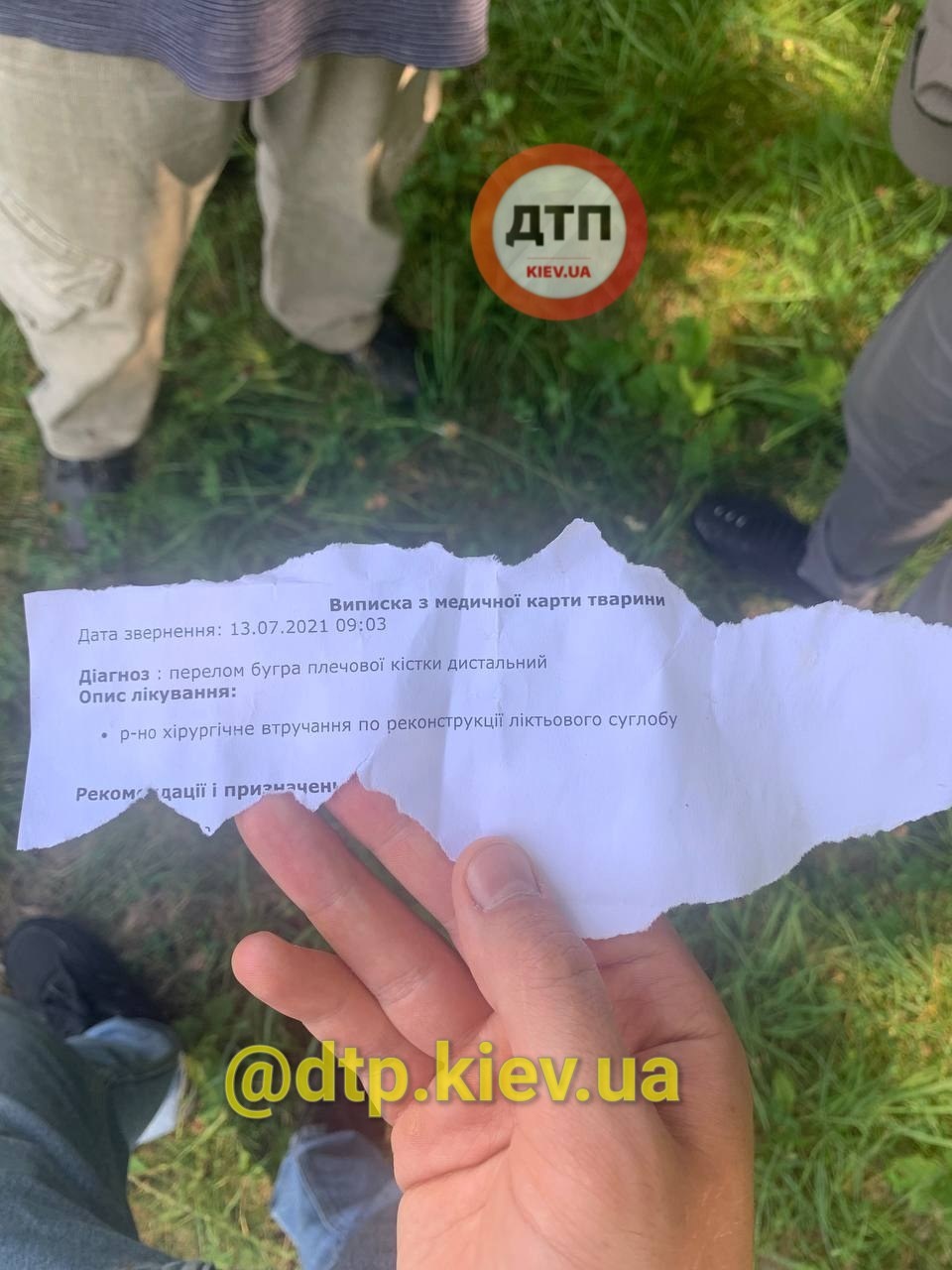 Бесчеловечно: в Голосеевском парке мужчина бросил щенка с переломом лапы фото 2 1