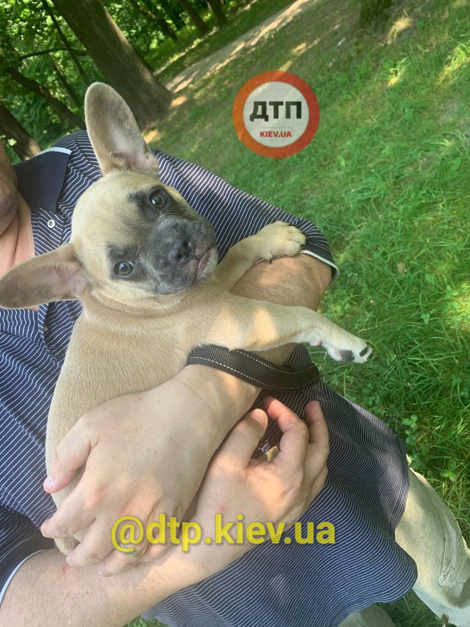 Бесчеловечно: в Голосеевском парке мужчина бросил щенка с переломом лапы фото 1