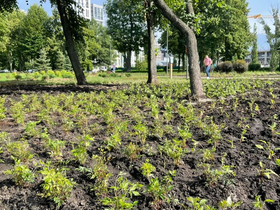 Фото: "Киевзеленбуд"