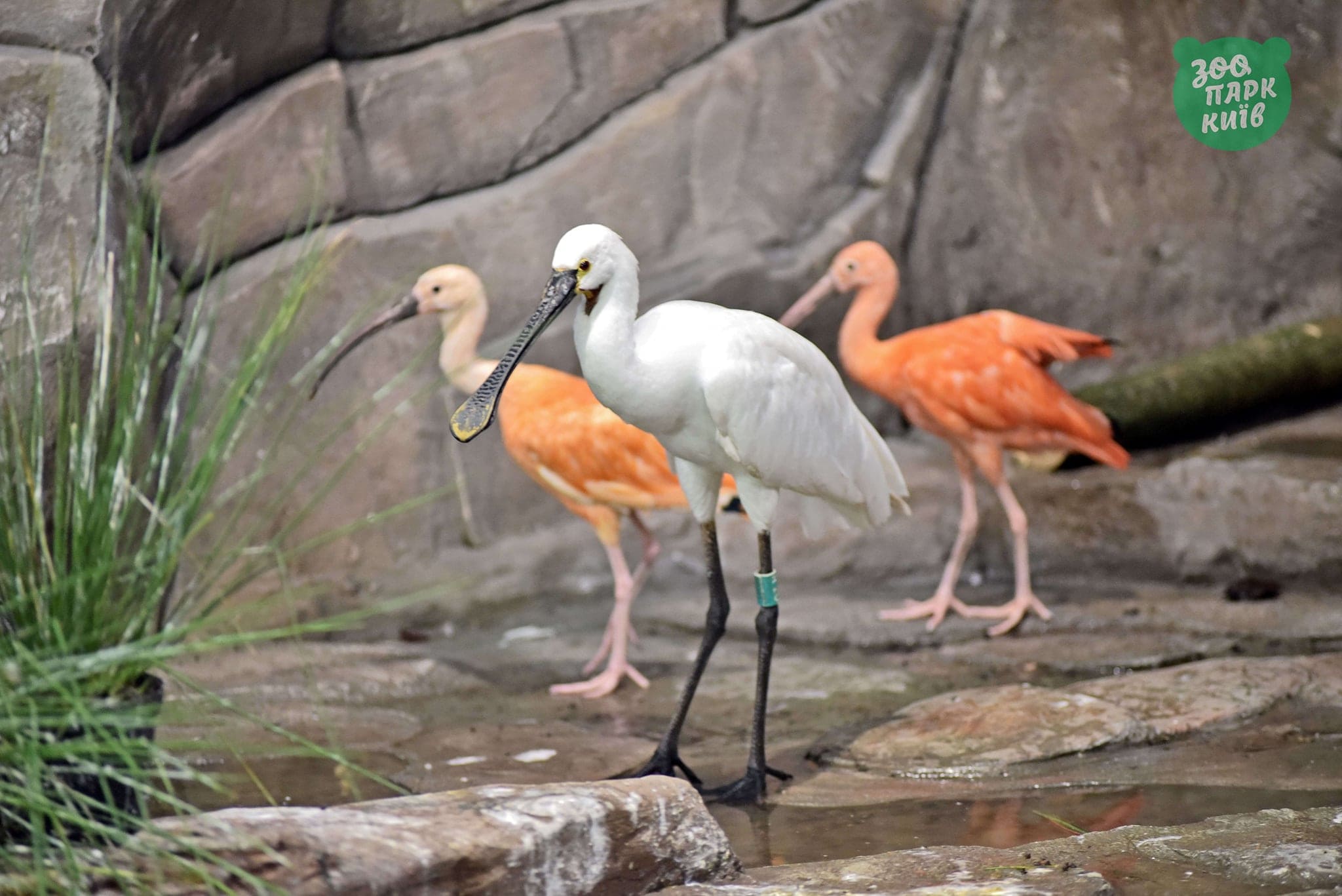 Проведай пернатых: в Киевском зоопарке открыли новый вольер для птиц фото 2 1