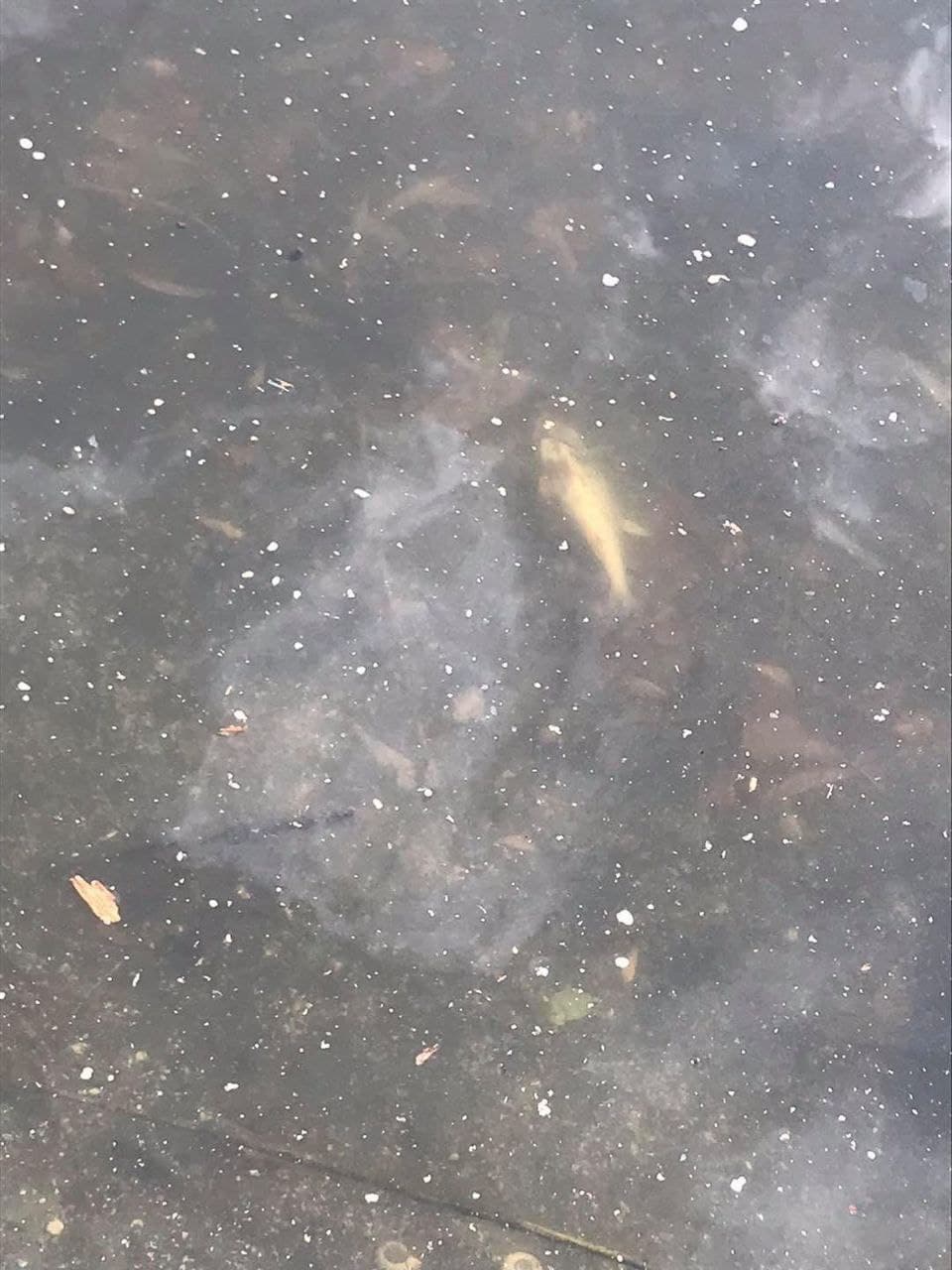 Фото: Типичный Киев